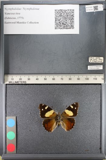 Media type: image;   Entomology 138108